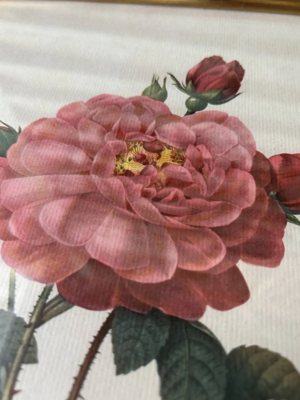 Paire de gravures Redouté