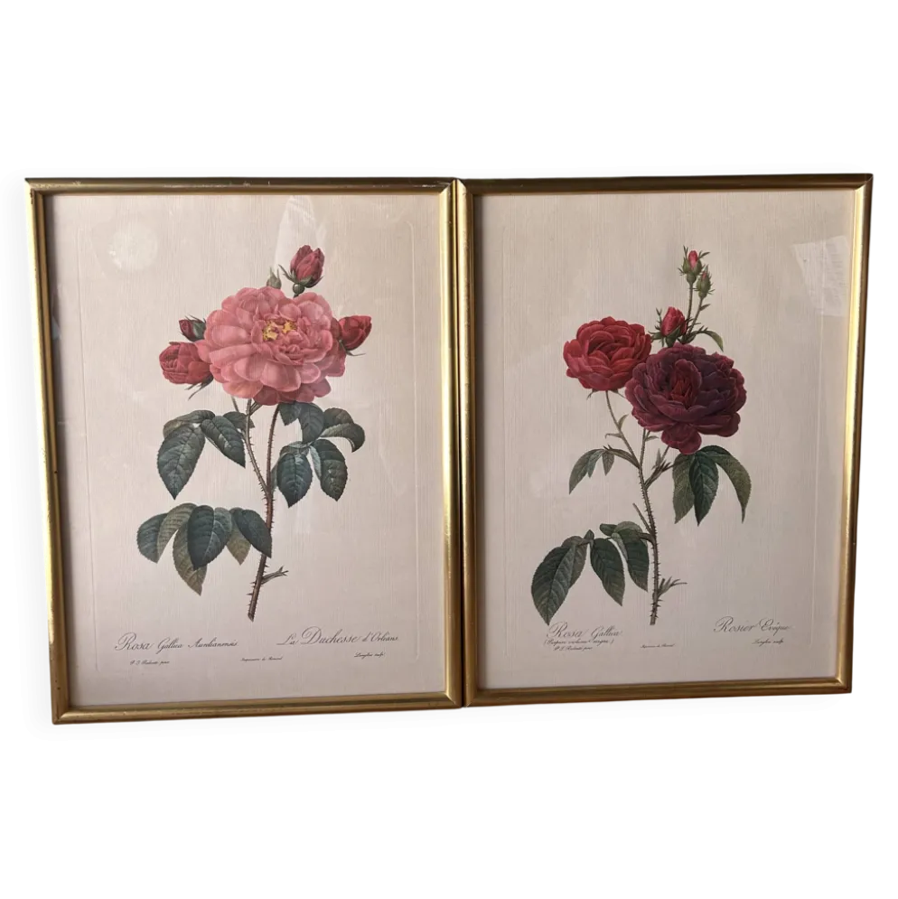 Paire de gravures Redouté