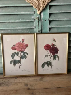 Paire de gravures Redouté