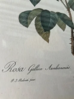 Paire de gravures Redouté