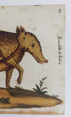 Paire de reproductions du Codex Pomar d'Histoire Naturelle, Valence, 1990