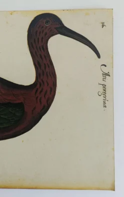 Paire de reproductions du Codex Pomar d'Histoire Naturelle, Valence, 1990