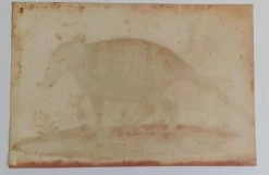 Paire de reproductions du Codex Pomar d'Histoire Naturelle, Valence, 1990