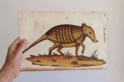 Paire de reproductions du Codex Pomar d'Histoire Naturelle, Valence, 1990