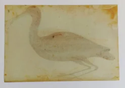 Paire de reproductions du Codex Pomar d'Histoire Naturelle, Valence, 1990