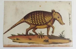 Paire de reproductions du Codex Pomar d'Histoire Naturelle, Valence, 1990
