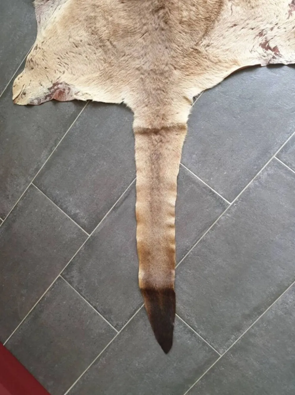 Peau de kangourou