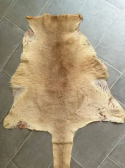 Peau de kangourou