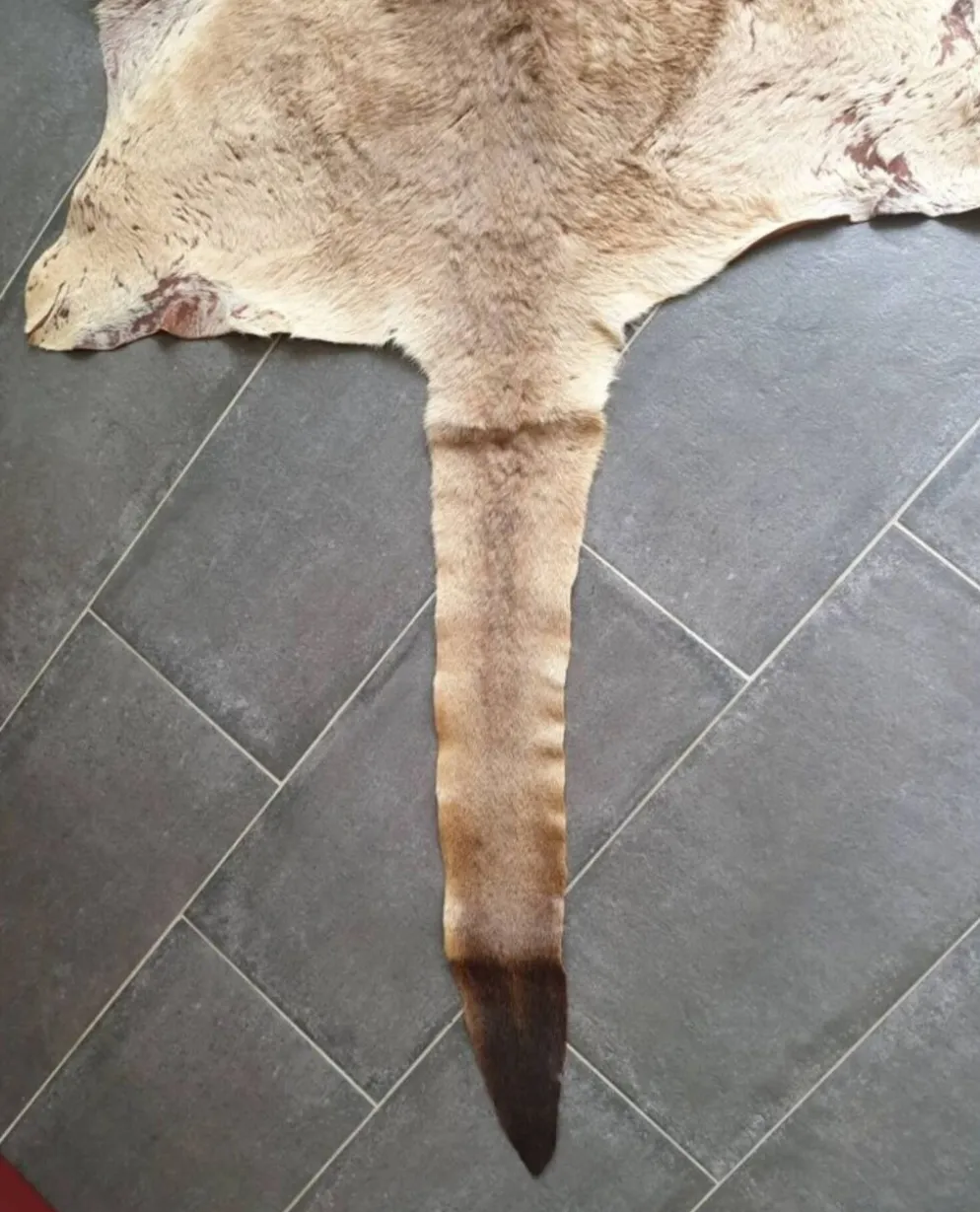 Peau de kangourou