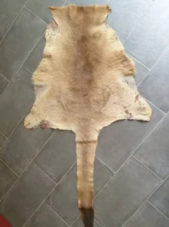 Peau de kangourou