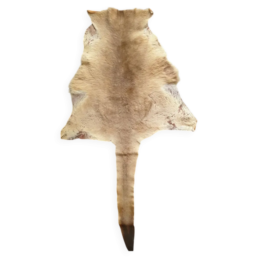 Peau de kangourou