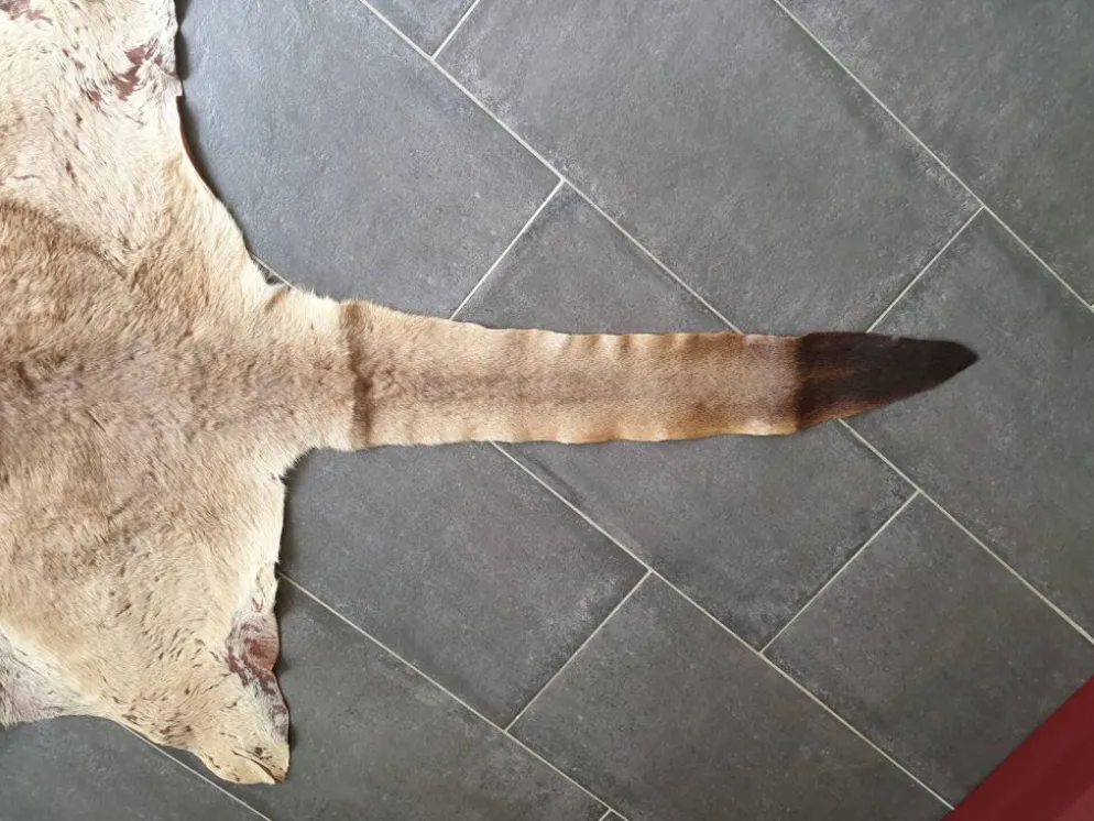 Peau de kangourou