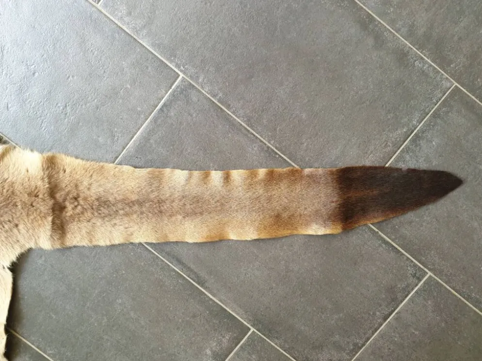 Peau de kangourou