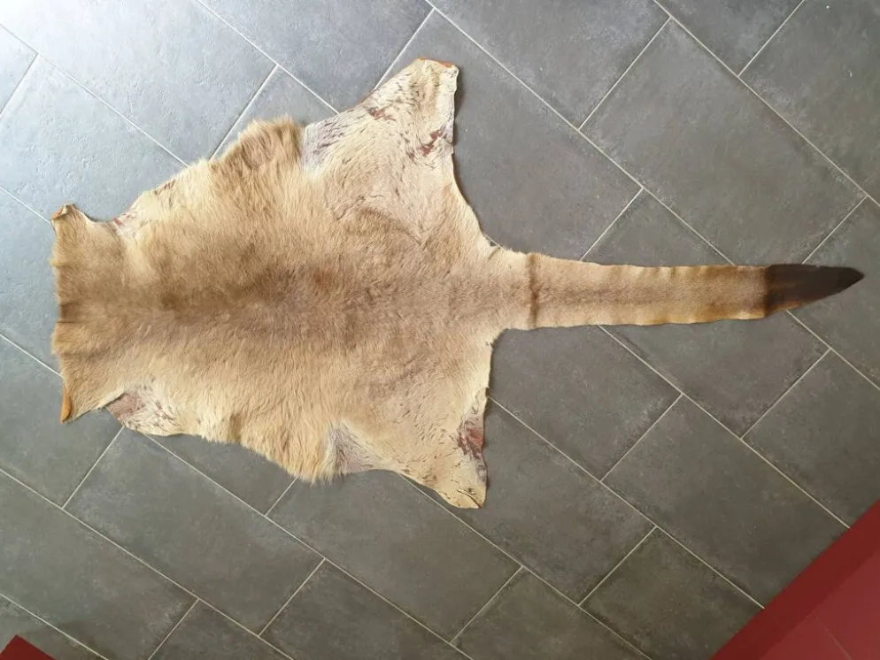 Peau de kangourou