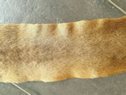 Peau de kangourou
