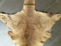 Peau de kangourou