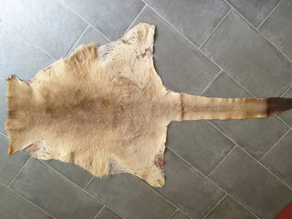 Peau de kangourou