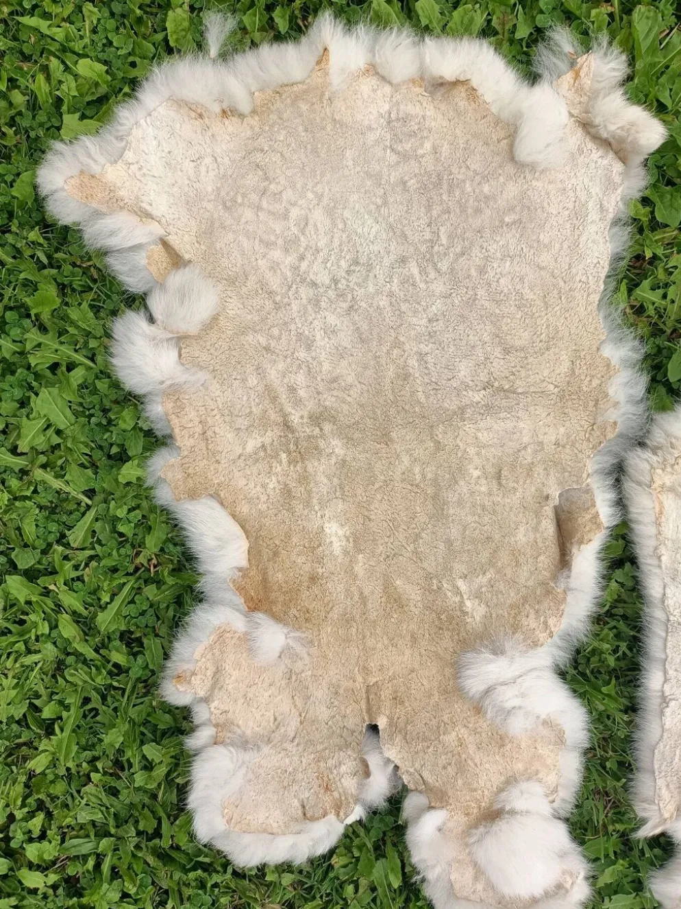 Peau de Lapin véritable