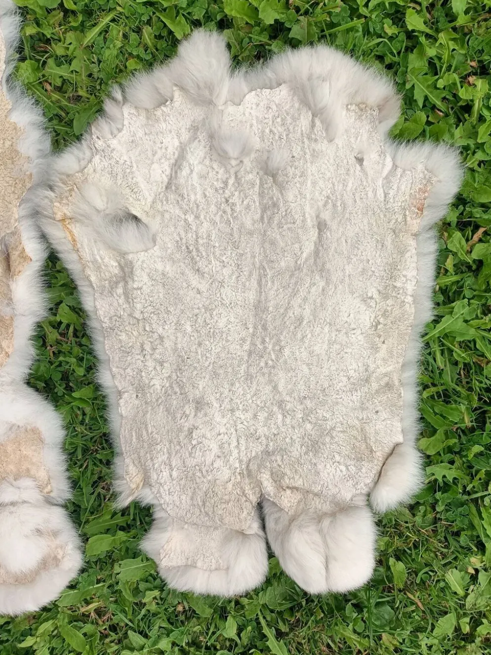 Peau de Lapin véritable