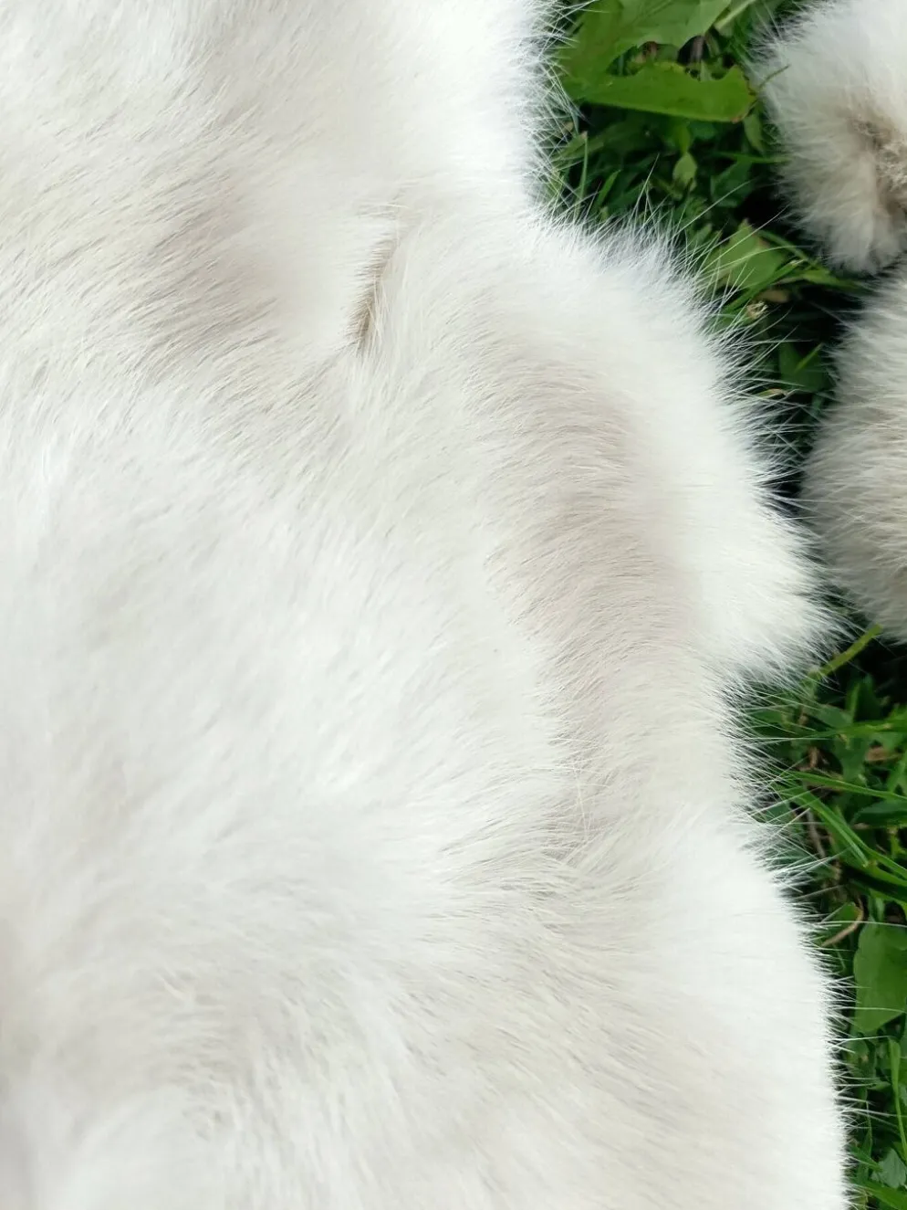 Peau de Lapin véritable