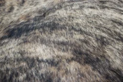 Peau de vache brindle brésilienne