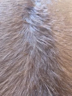 Peau de vache marron et blanche