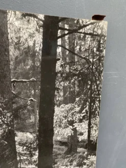 Photo argentique bernard darot afiap club nantais coulée de lumière forêt