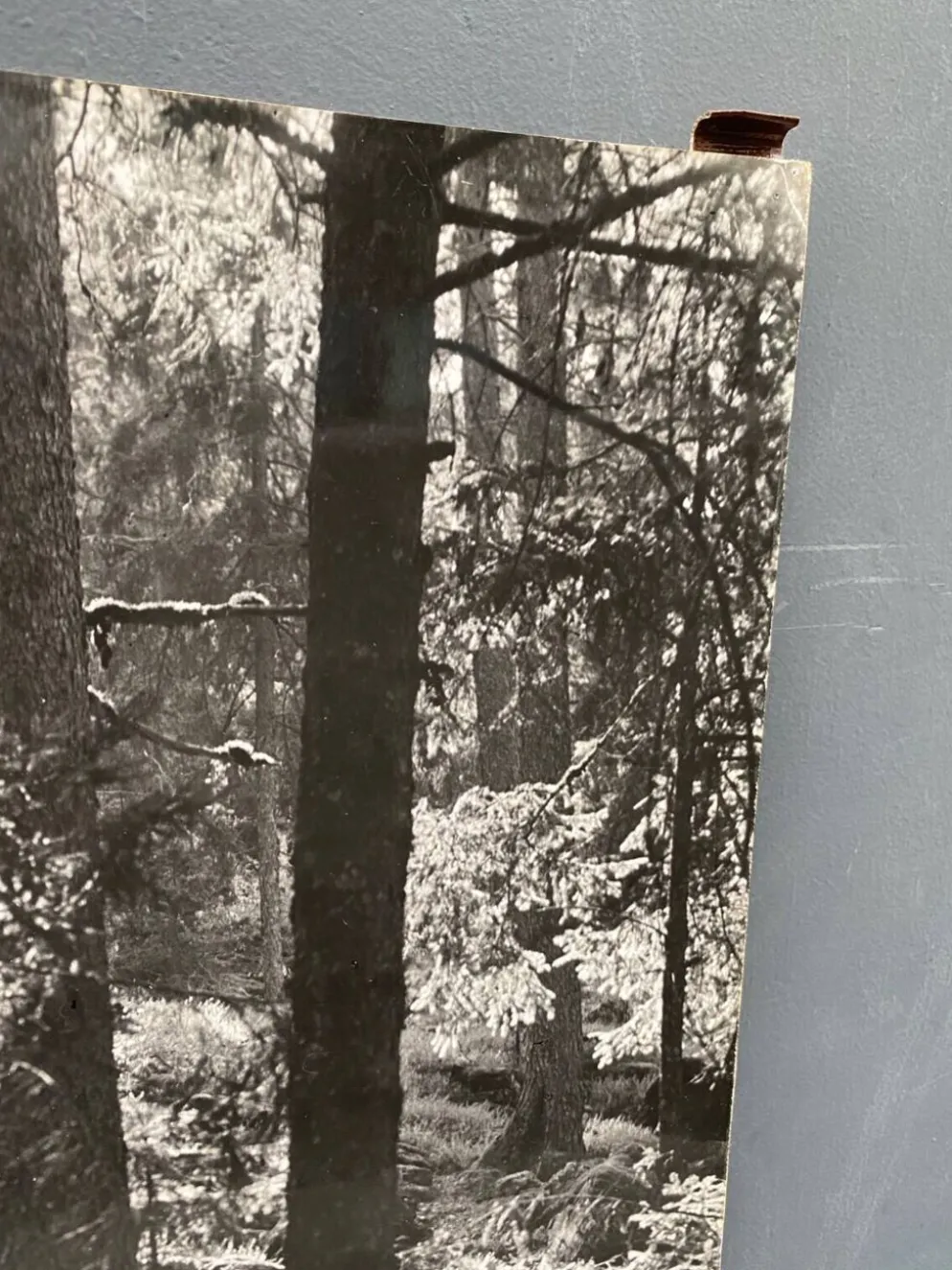 Photo argentique bernard darot afiap club nantais coulée de lumière forêt