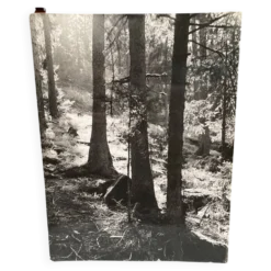 Photo argentique bernard darot afiap club nantais coulée de lumière forêt