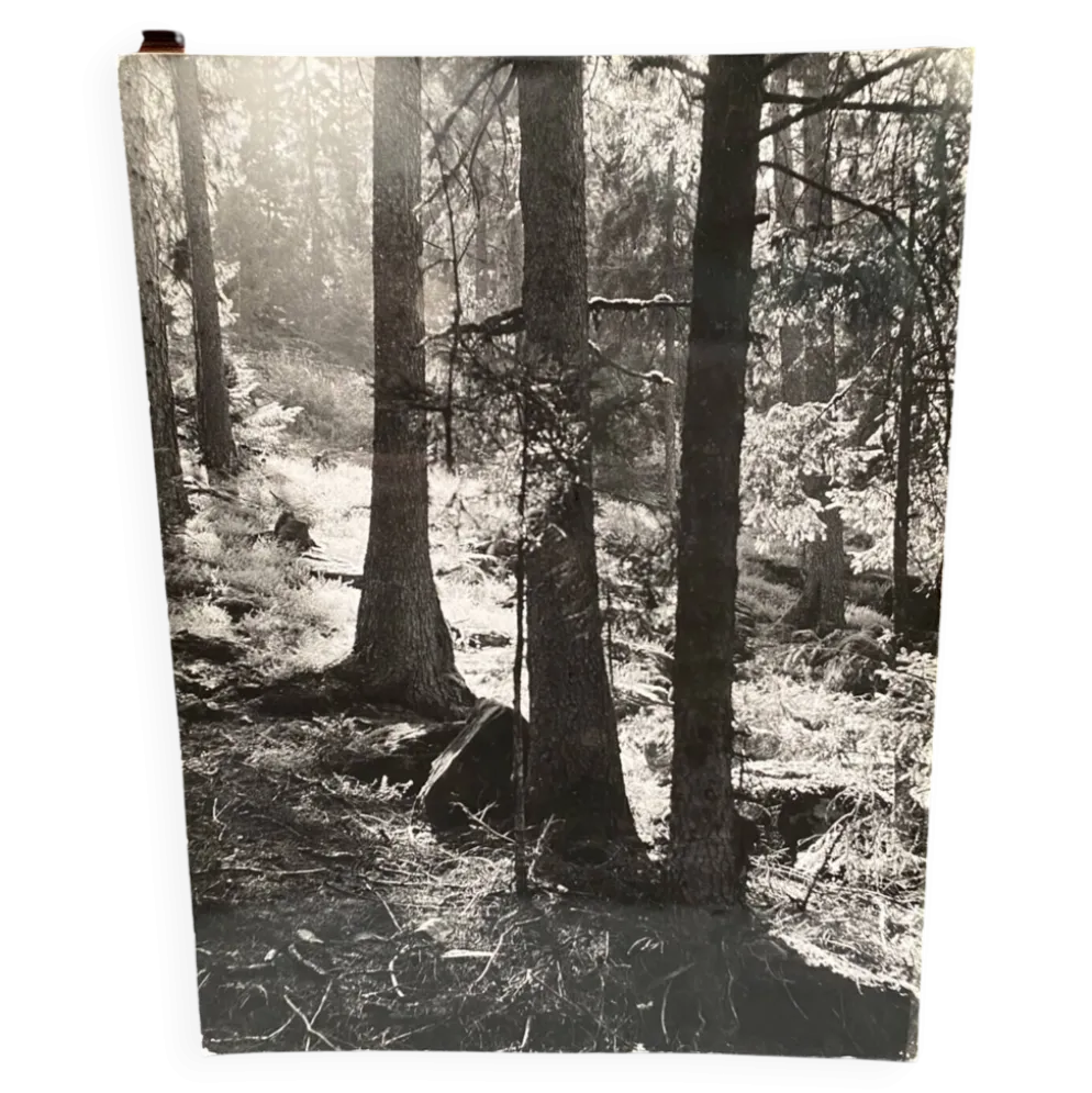 Photo argentique bernard darot afiap club nantais coulée de lumière forêt