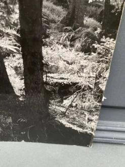 Photo argentique bernard darot afiap club nantais coulée de lumière forêt