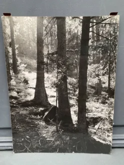 Photo argentique bernard darot afiap club nantais coulée de lumière forêt