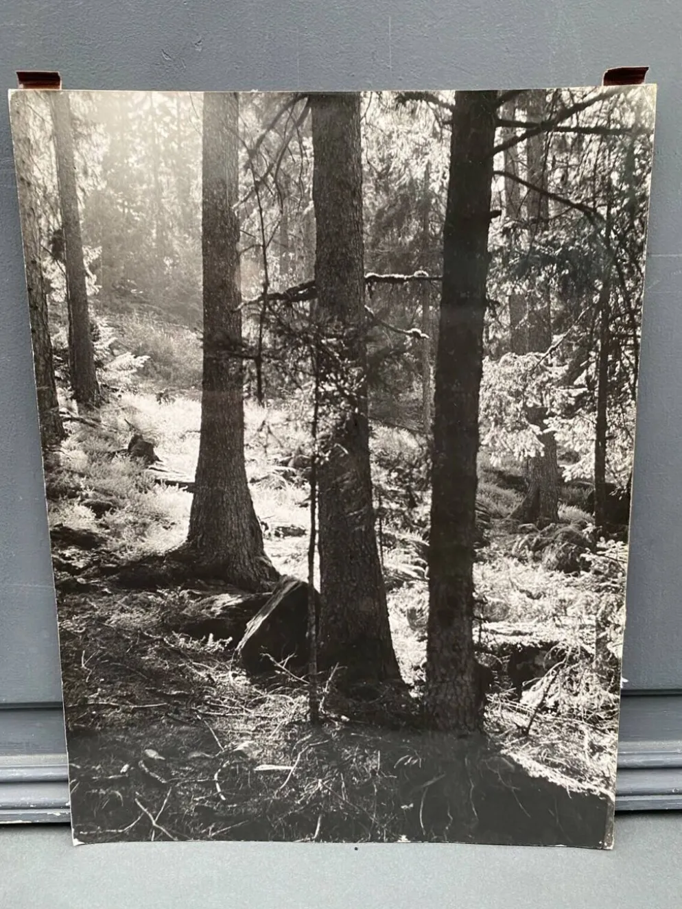 Photo argentique bernard darot afiap club nantais coulée de lumière forêt