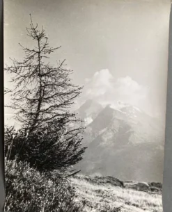 Photo argentique Cimes Bernard Darot Photo Club Nantais
