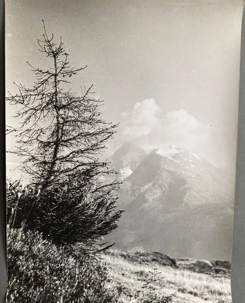 Photo argentique Cimes Bernard Darot Photo Club Nantais