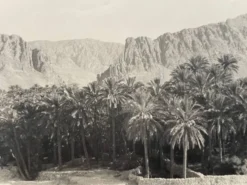 Photographie ancienne collection Algérie Oasis El Kantara Circa 1950