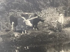 Photographie ancienne deux attelages de boeufs près d'une mare