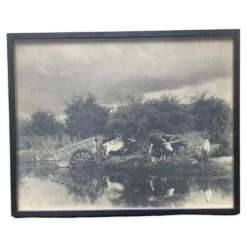 Photographie ancienne deux attelages de boeufs près d'une mare