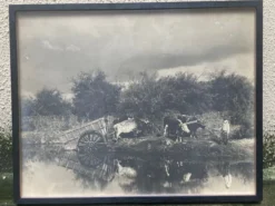 Photographie ancienne deux attelages de boeufs près d'une mare