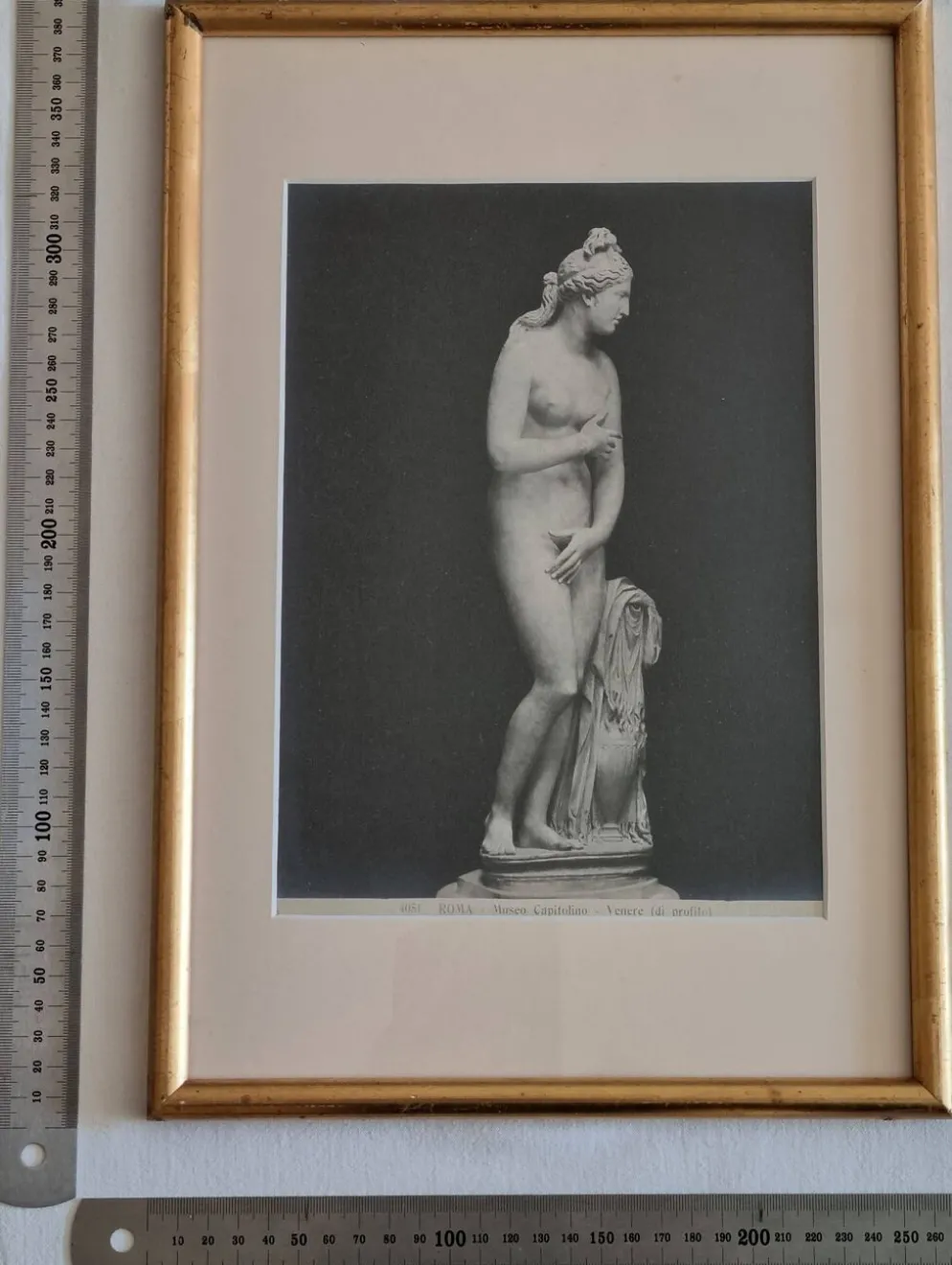 Photographie ancienne Vénus de profil Museo Capitolino Rome 1900 26x39 cm