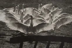 Photographie argentique Bernard Darot Le ballet des oies XXe