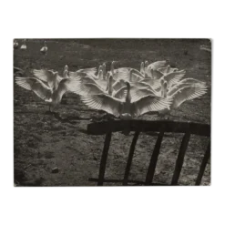 Photographie argentique Bernard Darot Le ballet des oies XXe