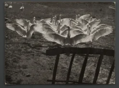Photographie argentique Bernard Darot Le ballet des oies XXe