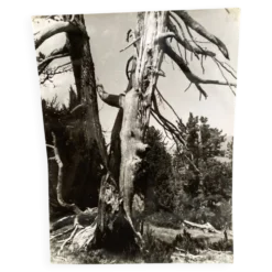 Photographie argentique Bernard Darot Les Vaincus XXe AFIAP
