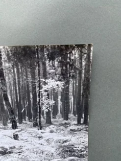 Photographie argentique Bernard Darot Sous-bois XXe
