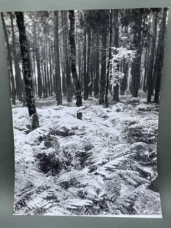 Photographie argentique Bernard Darot Sous-bois XXe