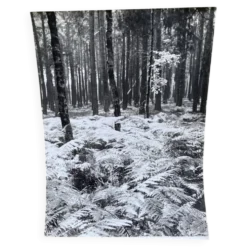 Photographie argentique Bernard Darot Sous-bois XXe