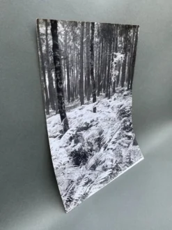 Photographie argentique Bernard Darot Sous-bois XXe