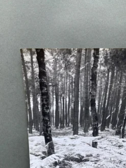 Photographie argentique Bernard Darot Sous-bois XXe