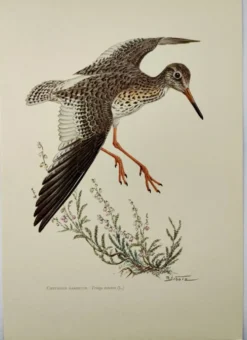 Planche ancienne oiseaux Années 1960 - Chevalier Gambette - Illustration